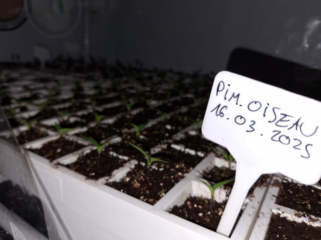 Les semis, c&rsquo;est parti&nbsp;!