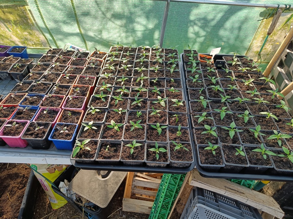 Les semis, ça continue&nbsp;!