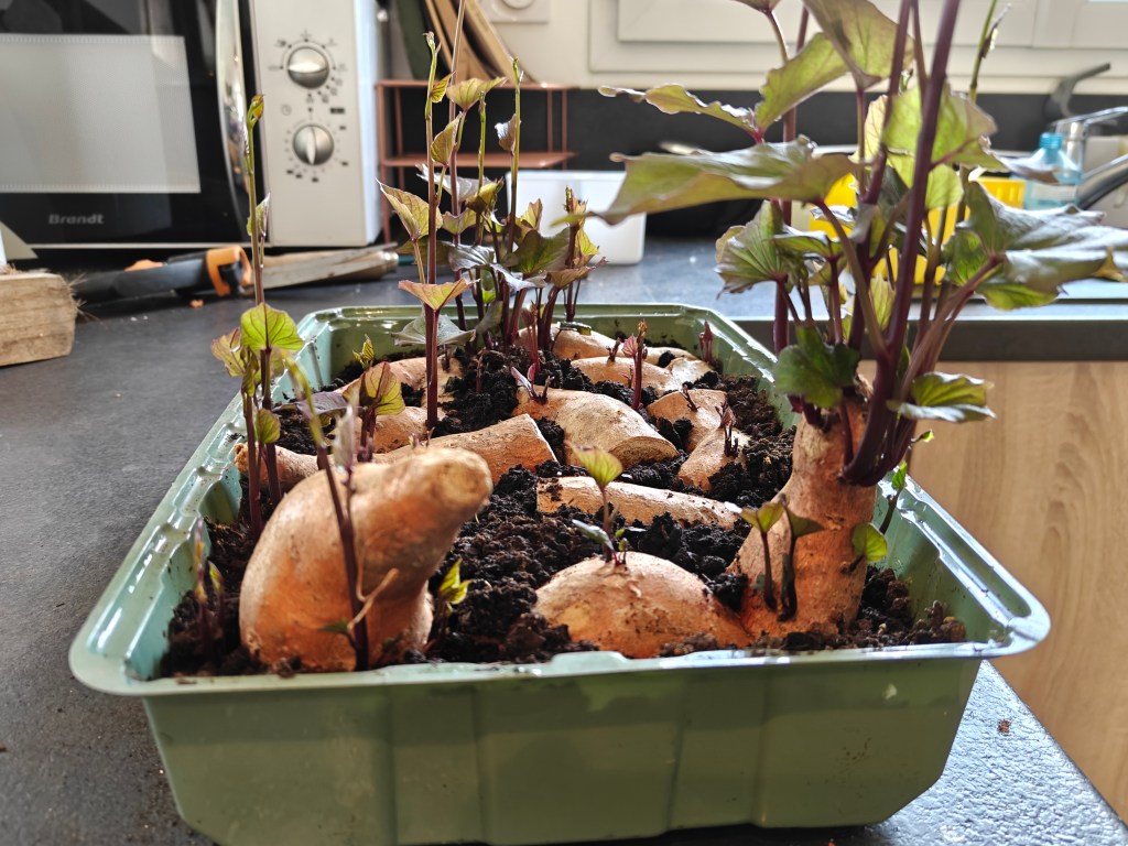 Boutures de patates douces