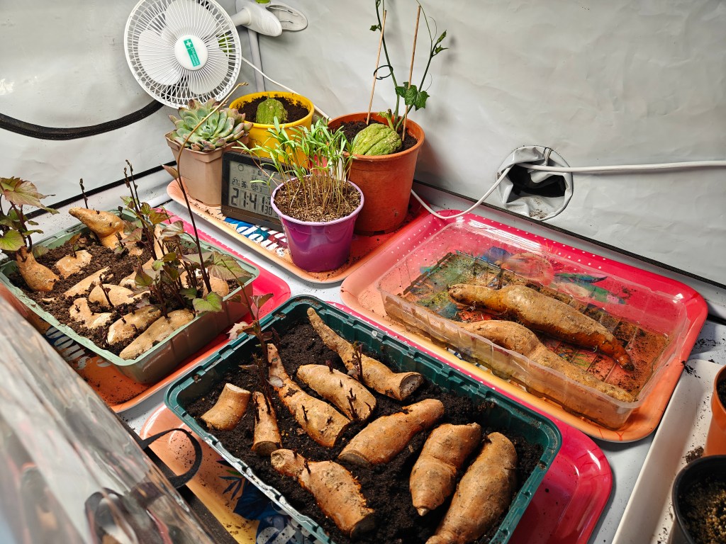 Boutures dans la box de culture intérieure