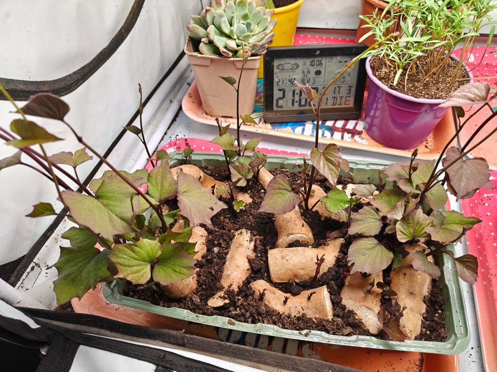 Boutures dans la box de culture intérieure