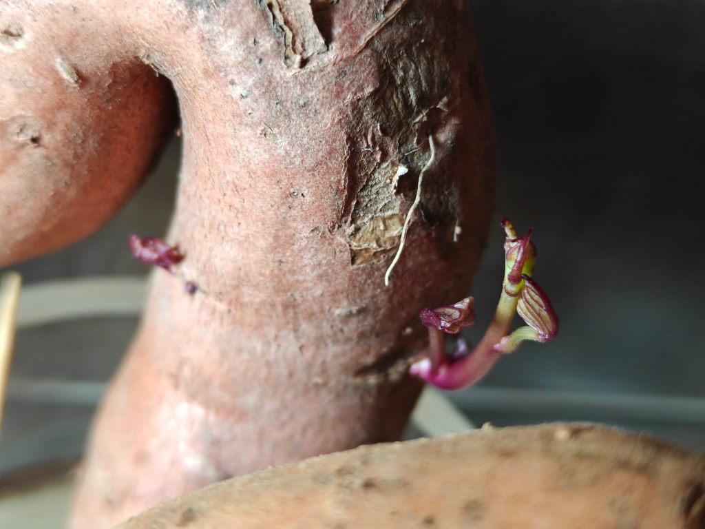 Slip qui sort de la patate douce