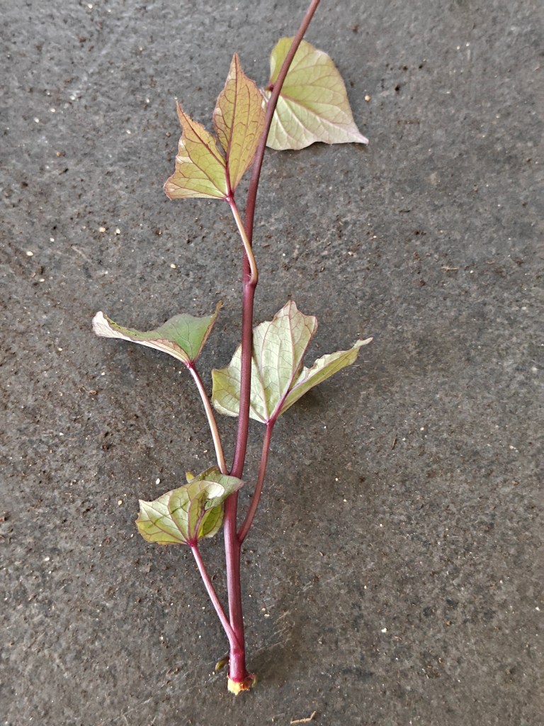 Slip de patate douce