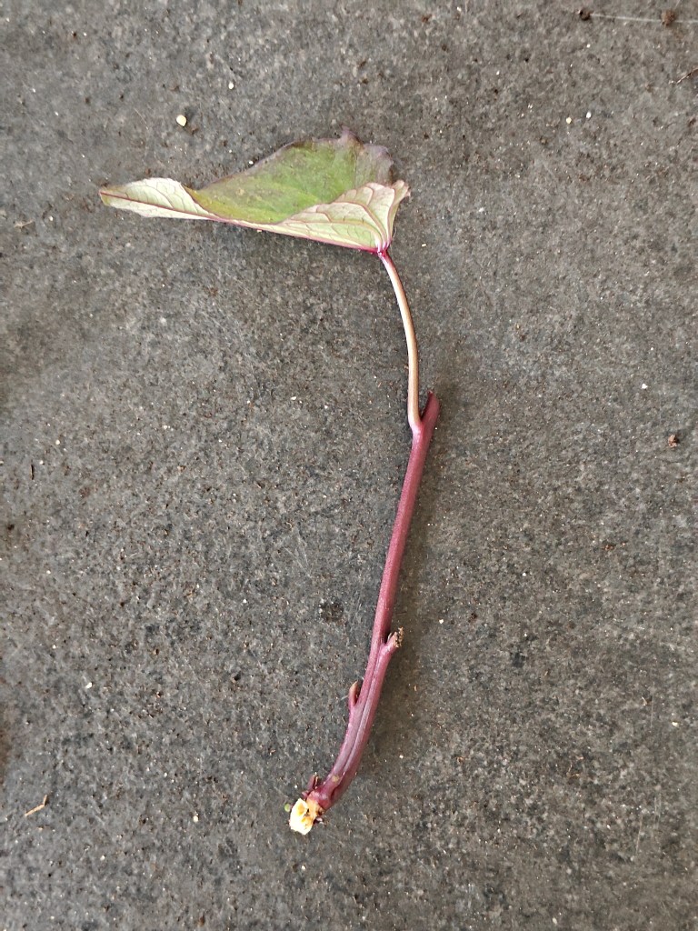 Slip de patate douce, feuilles prélevées