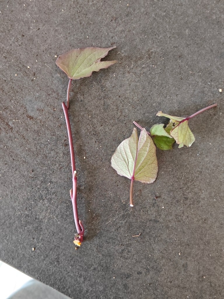 Slip de patate douce, feuilles prélevées