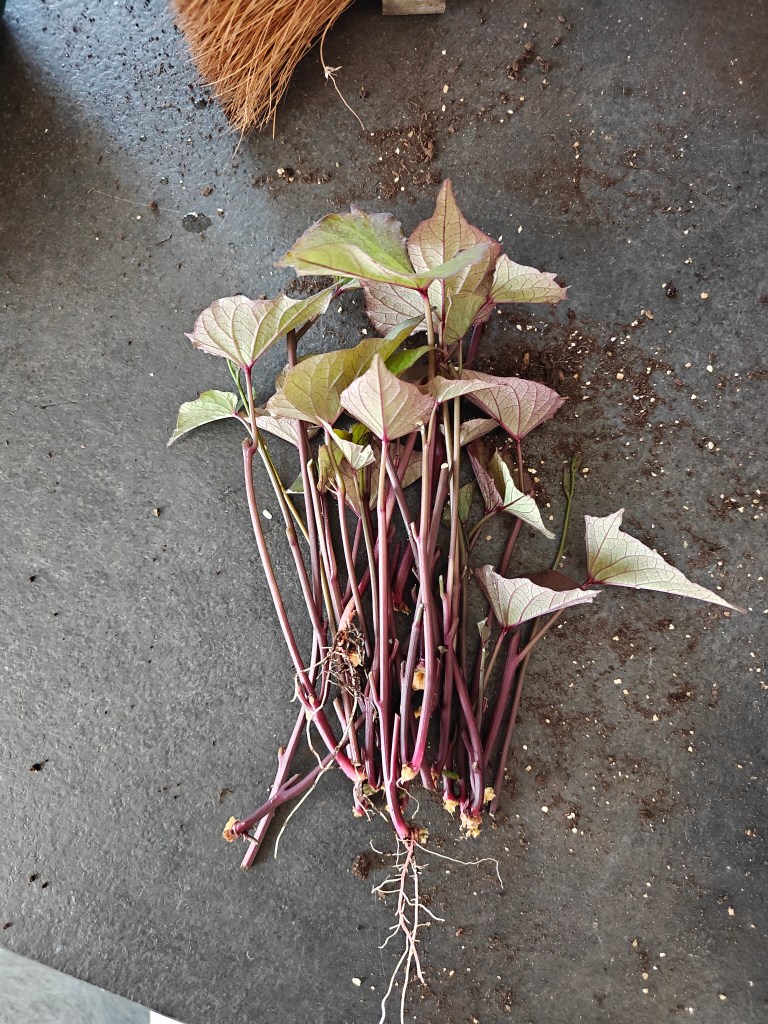 Slips de patate douce