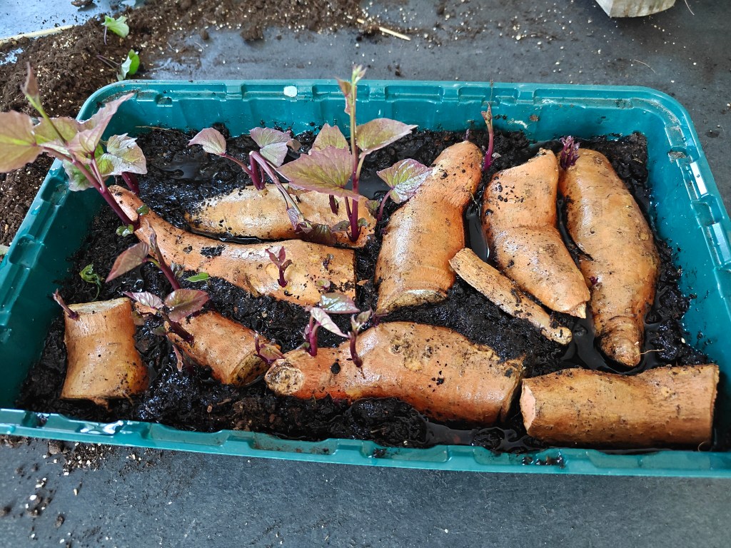 Boutures de patates douces