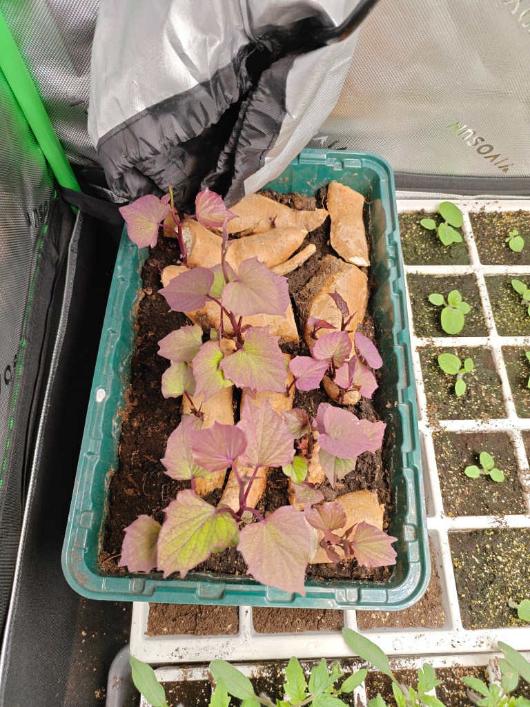 Boutures de patates douces