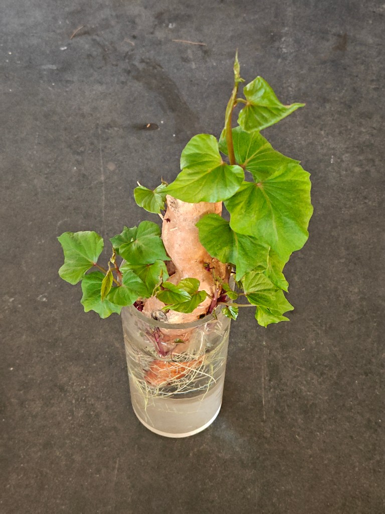 Résultat de la méthode de bouturage à l'horizontal