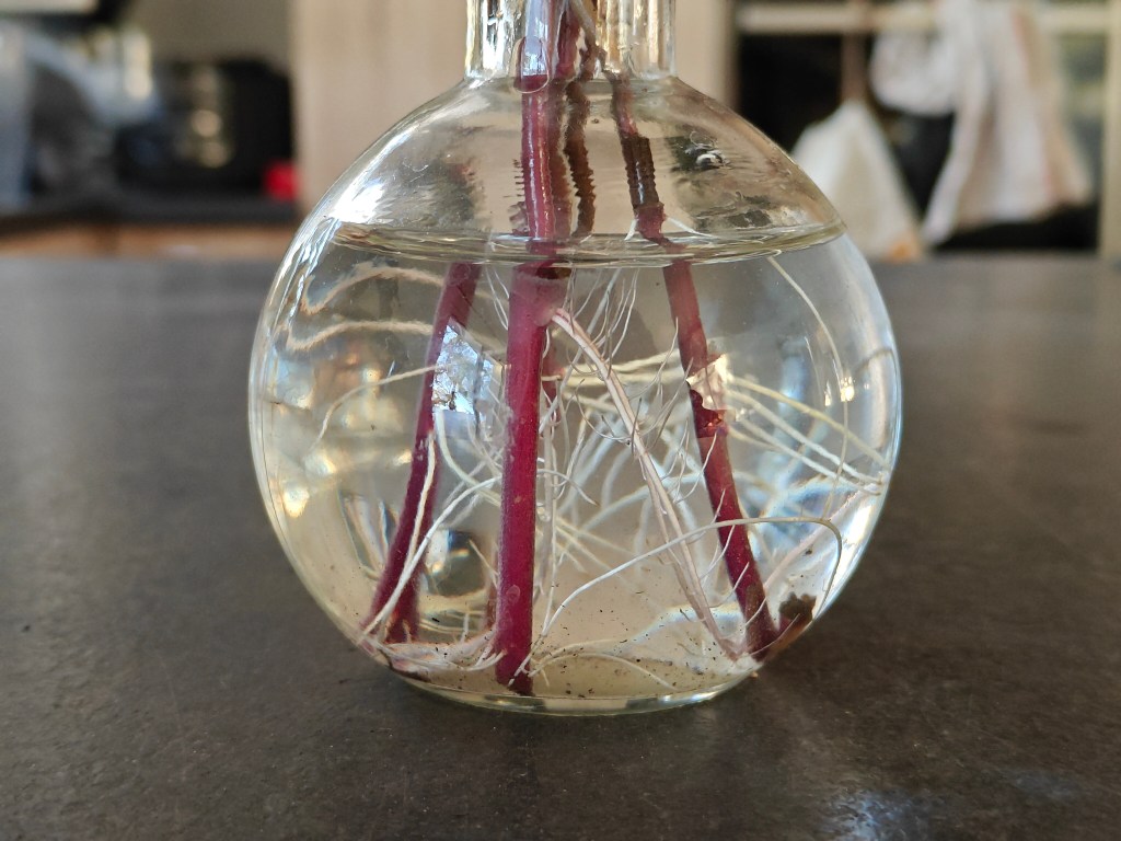 Slips dans un petit volume d'eau, afin de produire des racines