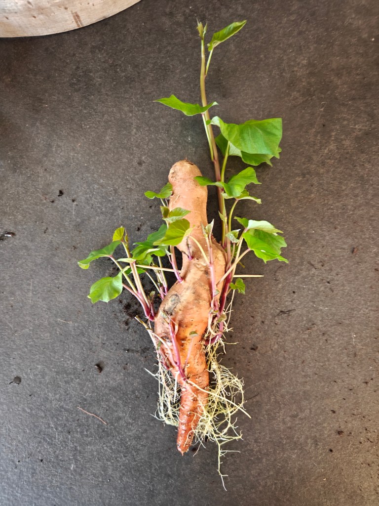 Résultat après 1 mois. Racines et slips bien visibles.