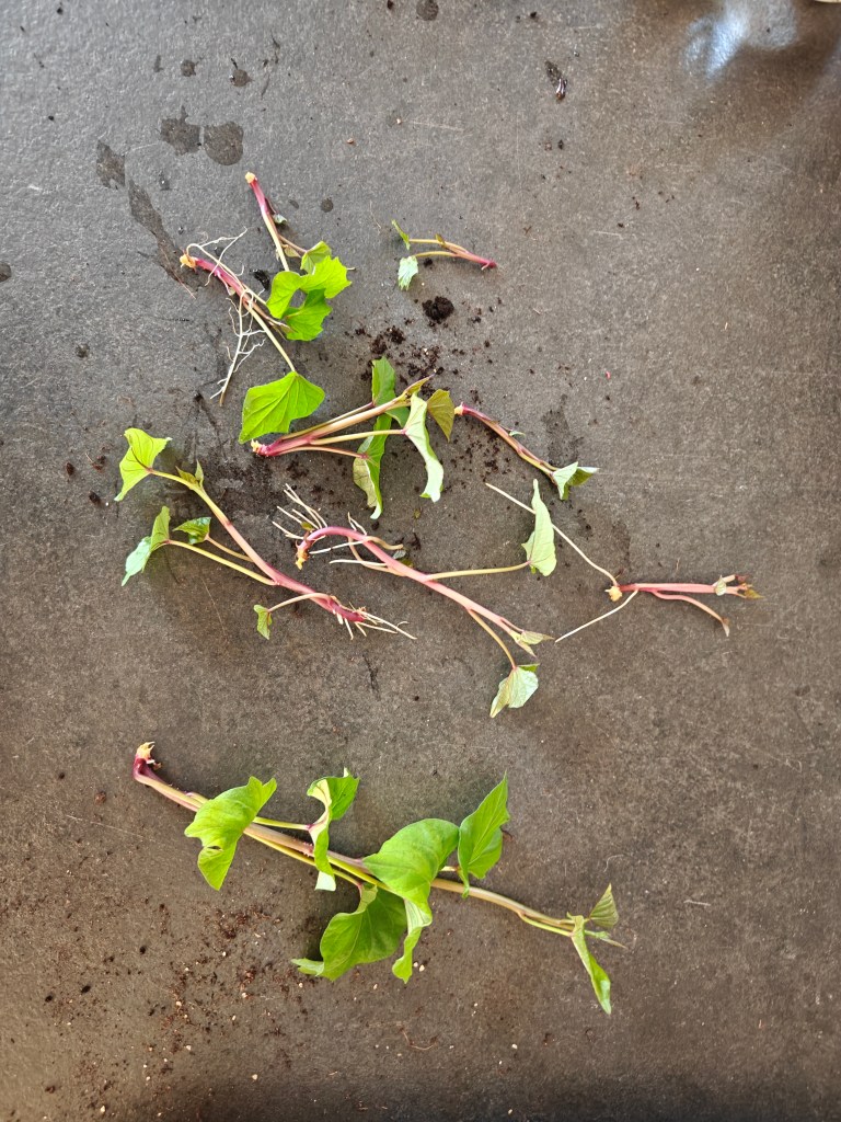 Slip de patate douce