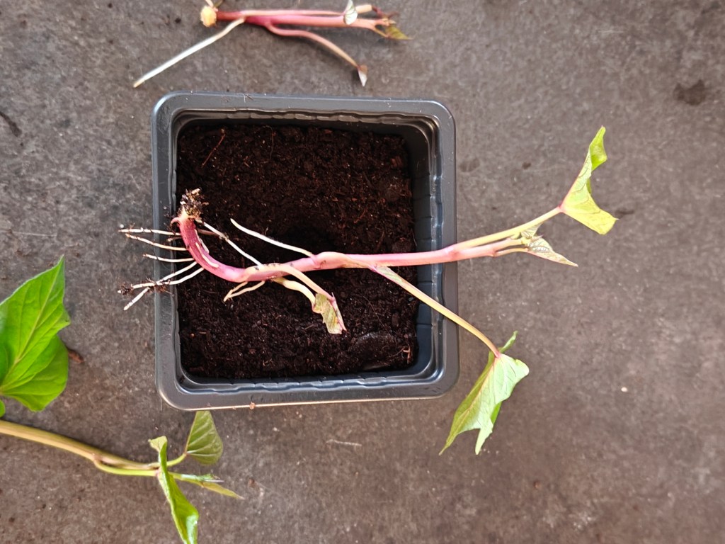 Slip de patate douce