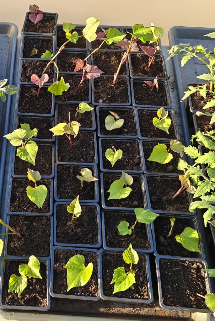 Boutures Patate Douce