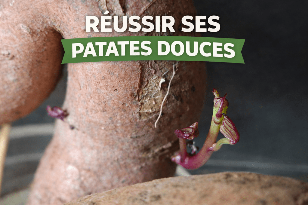 Les astuces pour réussir sa culture de patates&nbsp;douces